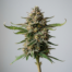 Mac and Jack cannabis strain plant