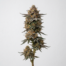 Macaron cannabis strain plant image