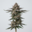 Macarons cannabis strain plant image