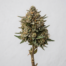 Macaroon cannabis strain plant image