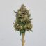 Mango Mac cannabis strain plant image