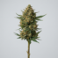 Mango Sherbert cannabis strain plant image