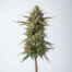 Mango Smile cannabis strain plant image