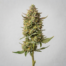 Mango Tango cannabis strain plant image