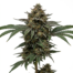 Master Kush cannabis strain plant