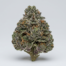 Meat Breath cannabis strain plant