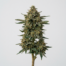 Milk and Cookies cannabis strain plant image