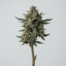 Mint Chocolate Chip cannabis strain plant image