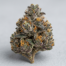 Miracle Alien Cookies cannabis strain plant