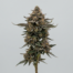 Modified Grapes cannabis strain plant image