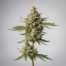 Motorbreath 15 cannabis strain plant image