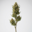 Nevil's Haze cannabis strain plant image