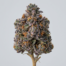 Obama Runtz cannabis strain plant