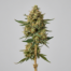 Orange Apricot cannabis strain plant image