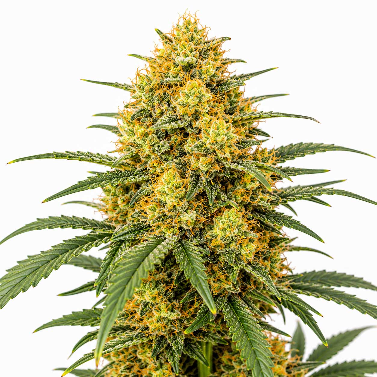 Orange Papaya