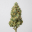 Orange Sherbet cannabis strain plant