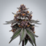 Oreoz cannabis strain plant
