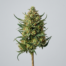 Original Glue cannabis strain plant
