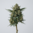 Pancake Ice cannabis strain plant image