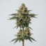 Papaya Cake cannabis strain plant image