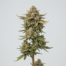 Papaya Melonz cannabis strain plant image
