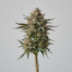 Papaya Punch cannabis strain plant image