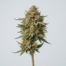 Passion Fruit cannabis strain plant image