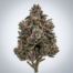 Pave Runtz cannabis strain plant