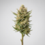 Peach Cobbler cannabis strain plant image