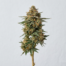 Peach Maraschino cannabis strain plant image