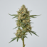 Peach Ozz cannabis strain plant image