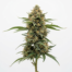 Peach Ringz cannabis strain plant image