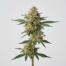 Peaches and Cream cannabis strain plant image