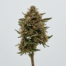 Peanut Butter Cup cannabis strain plant image