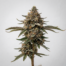 Peanut Butter Soufflé cannabis strain plant image