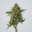 Pear Pie cannabis strain plant image