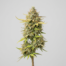 Pineapple Fanta cannabis strain plant image
