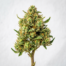 Pineapple Upside Down Cake cannabis strain plant image
