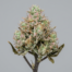 Pink Lemonade cannabis strain plant
