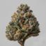 Pink Rozay cannabis strain plant