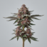 Platinum Purple Kush cannabis strain plant image