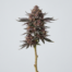 Purple Afghani cannabis strain plant image