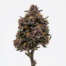 Purple Gelato cannabis strain plant