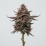 Purple Marmalade cannabis strain plant image