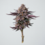 Purple Milk cannabis strain plant image