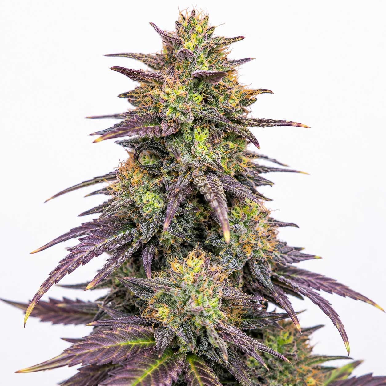 Rainbow Chem