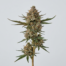 Raspberry Cough cannabis strain plant image