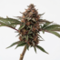 Red Velvet cannabis strain plant image