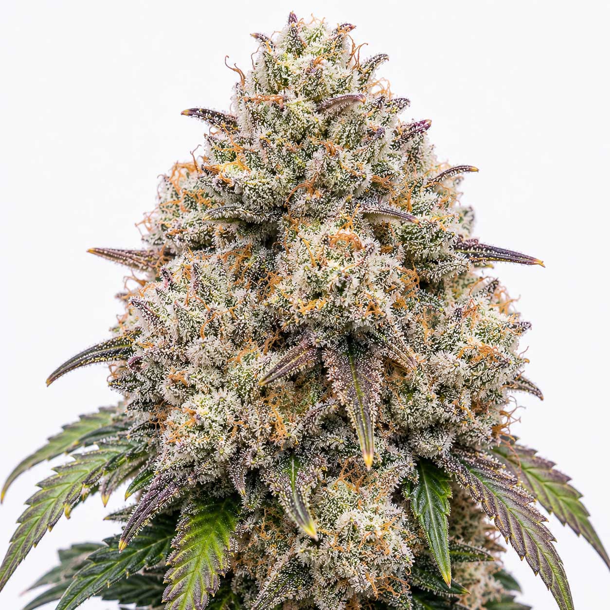 Rock Candy
