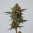 Root Beer Float cannabis strain plant image